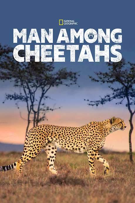 Man Among Cheetahs